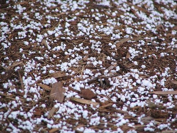 Um chão com graupel em meio a cascas secas.