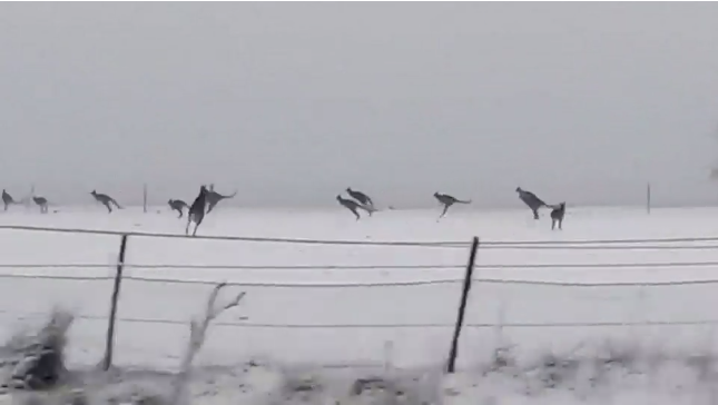 Cangurus na neve da Austrália, cena rara segundo especialistas.